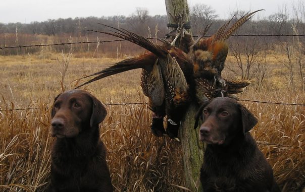 Hunting_dogs_with_catch