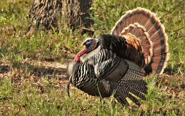 tom-turkey-close-up-2